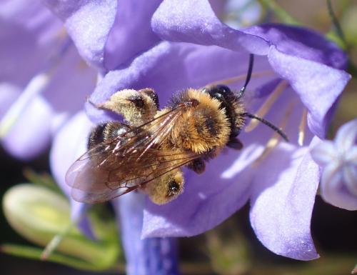 Andrena sp.